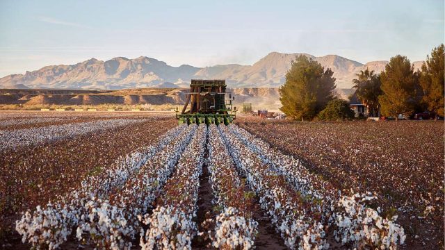Cotton country in the New England North West