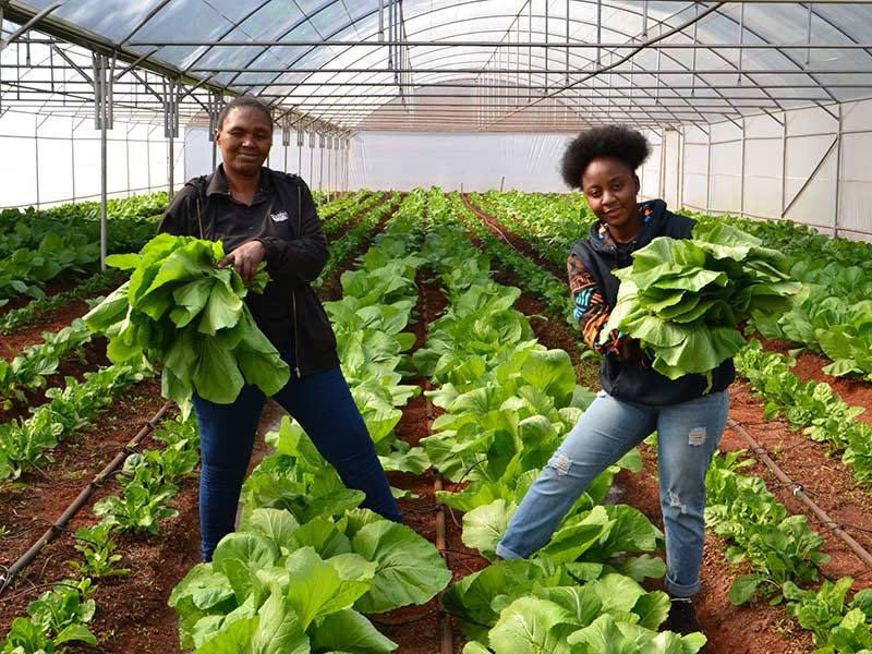 Market gardening under way in South Africa